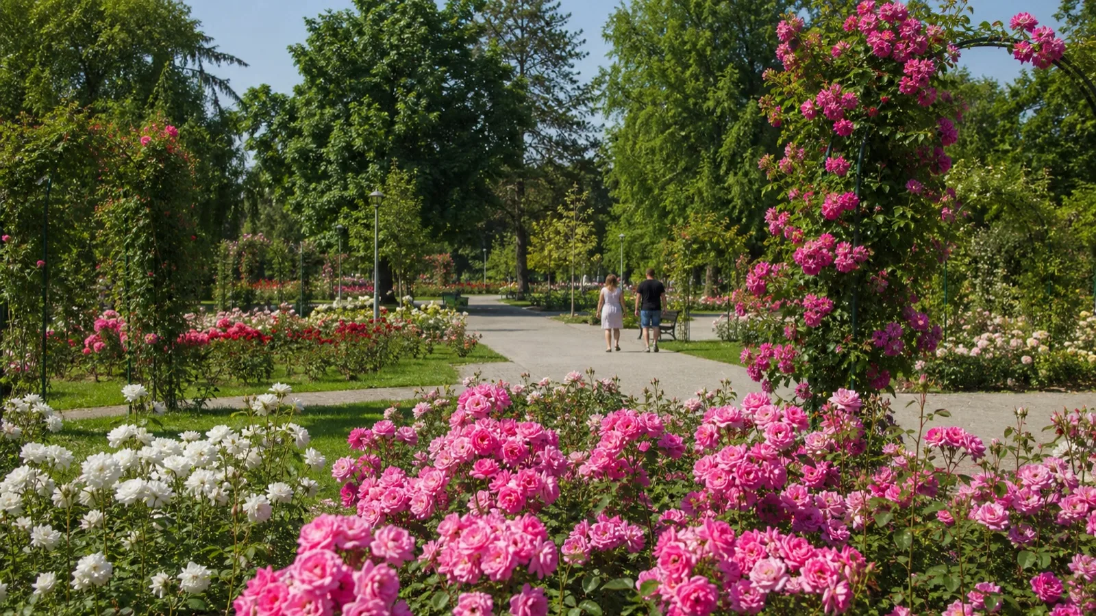Park ruža u Temišvaru